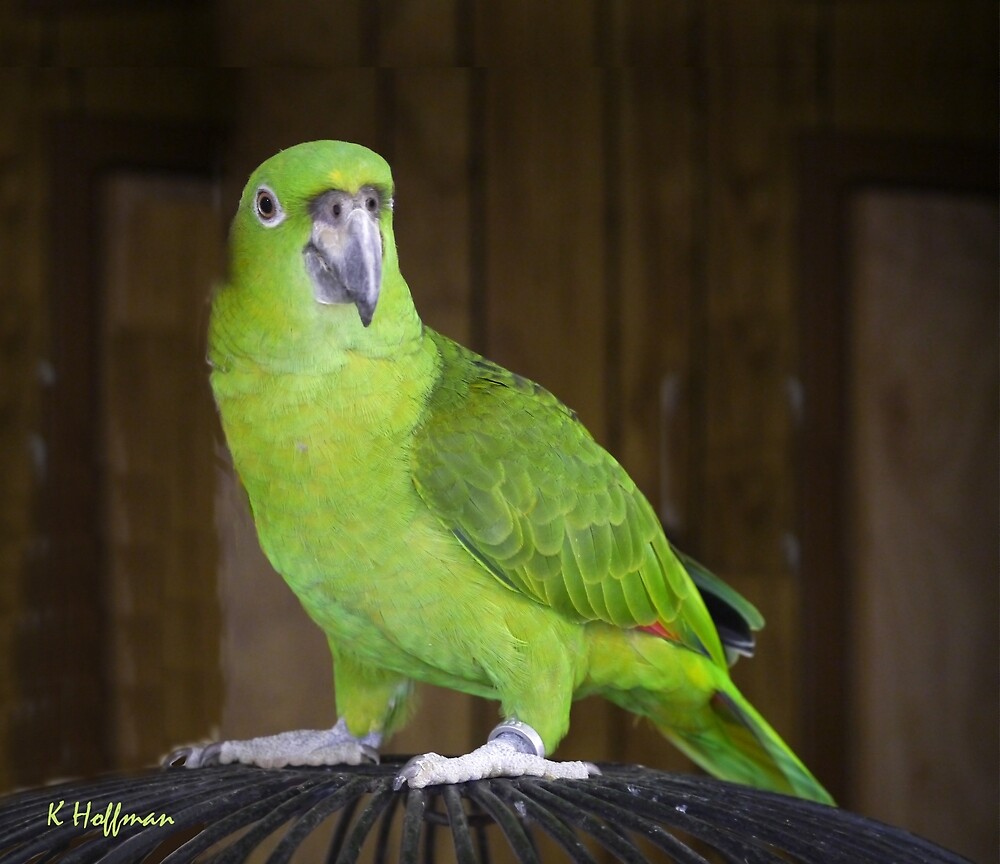 parrot green teddy bear