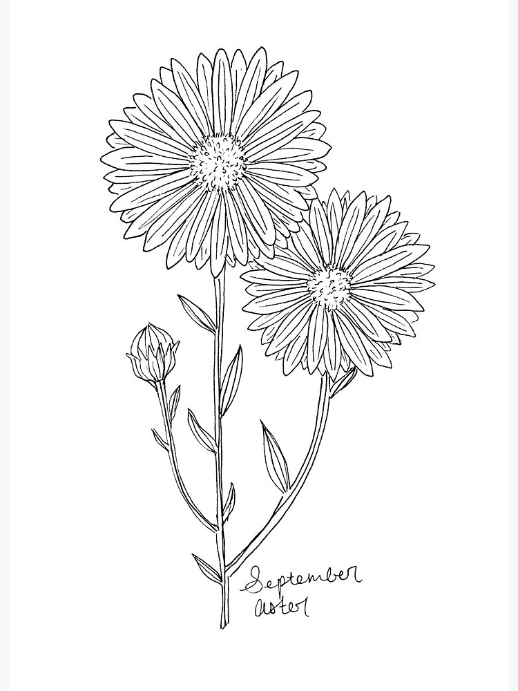 Featured image of post Aster Flower Drawing