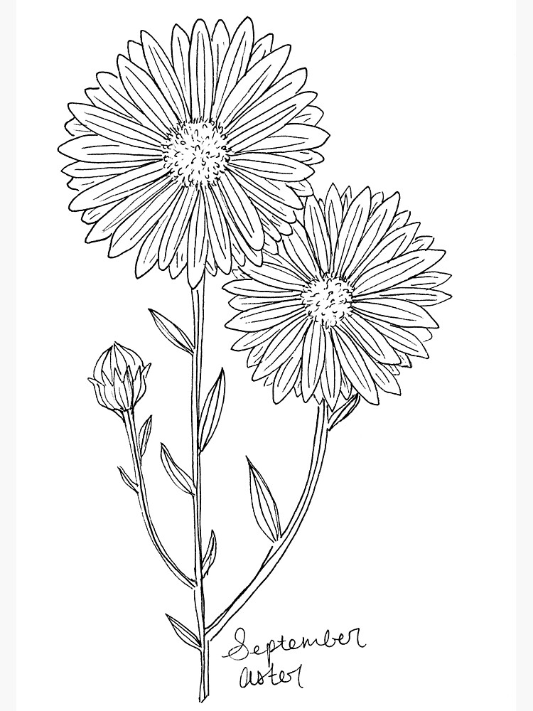 Featured image of post How To Draw An Aster Flower Do you know what could be more beautiful than flowers