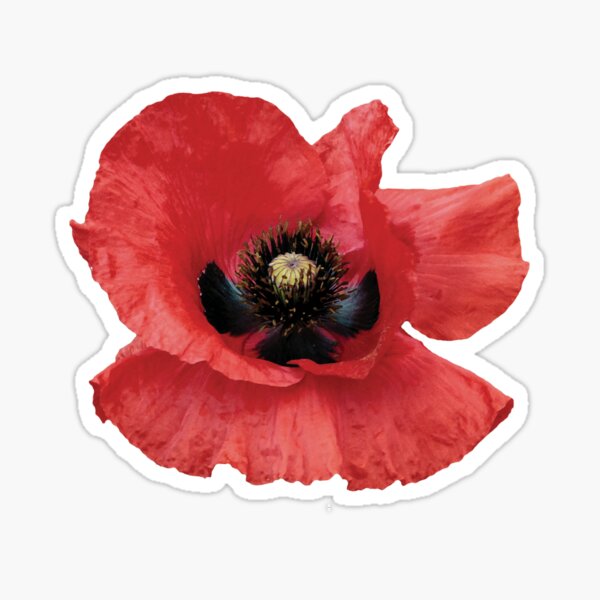 Isolated Open Red Poppy Flower Sticker
