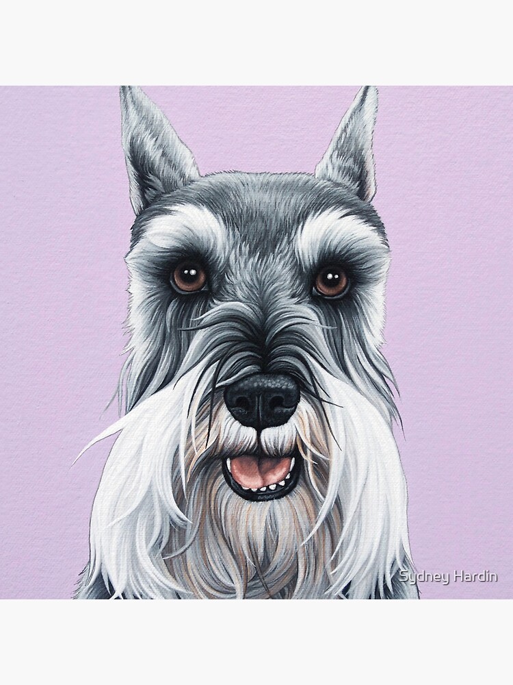 grey schnauzer dog