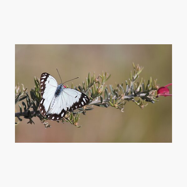 Item preview, Caper White Butterfly designed and sold by Robert Jenner.