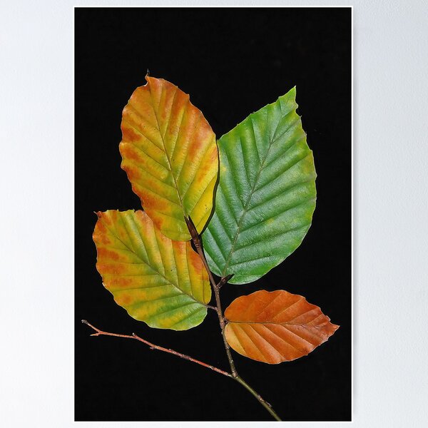 Item preview, Autumn Leaves designed and sold by relayer51.