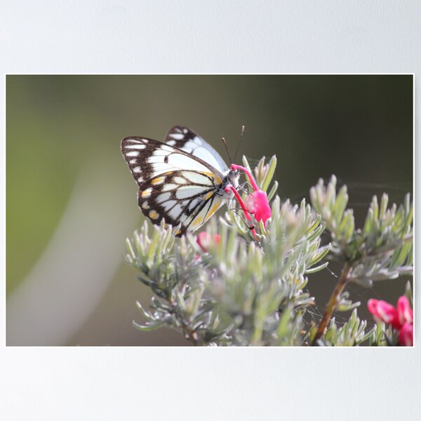 Item preview, Caper White designed and sold by Robert Jenner.
