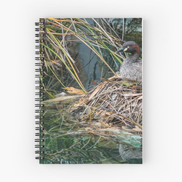 Item preview, Australasian Grebe  - Tachybaptus novaehollandiae Podicipedidae designed and sold by DPalmer.