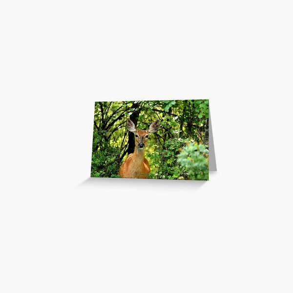 Deeritudes - Just Checking You Out - Whitetail Deer Doe - Montana Greeting Card