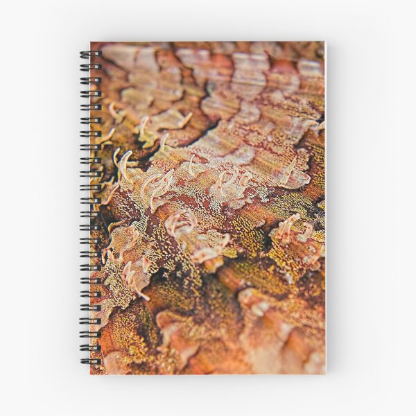 Aperçu de l'œuvre Reef Art - Scorpionfish Fin créée et vendue par Henry Jager.