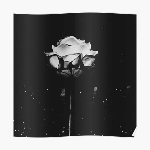 Shawn Mendes Rose Poster