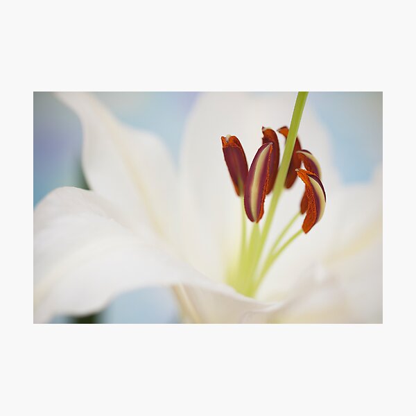 Item preview, In the heart of a flower designed and sold by dhmig.
