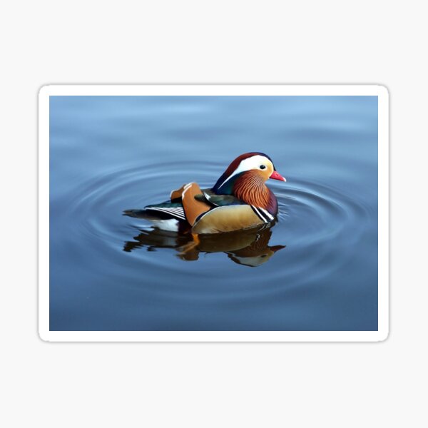 Aperçu de l'œuvre Canard mandarin créée et vendue par Strawflower Oasis.