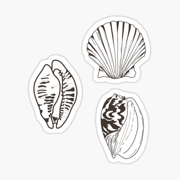 "Sea Shells " Sticker for Sale by itsgpf Redbubble