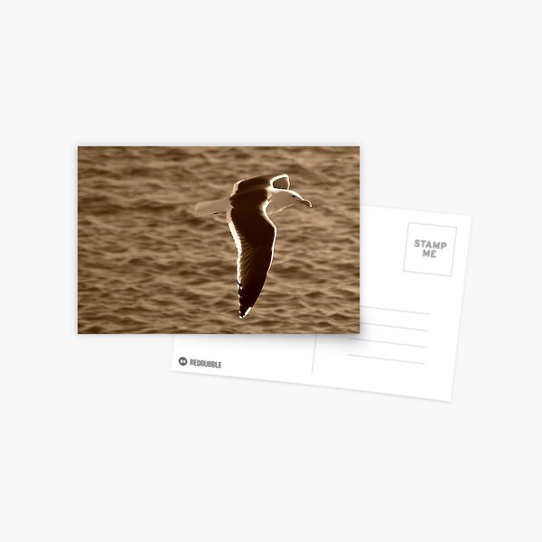 Gull I Postcard