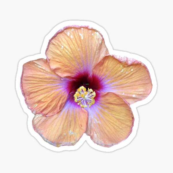 "Hibiscus Flower" Sticker for Sale by heatheraiken Redbubble
