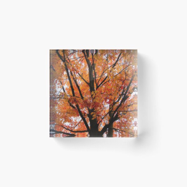 Item preview, Fall Maple designed and sold by traceh38.