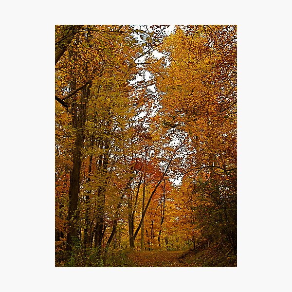 Item preview, Autumn Path designed and sold by Gordon Taylor.