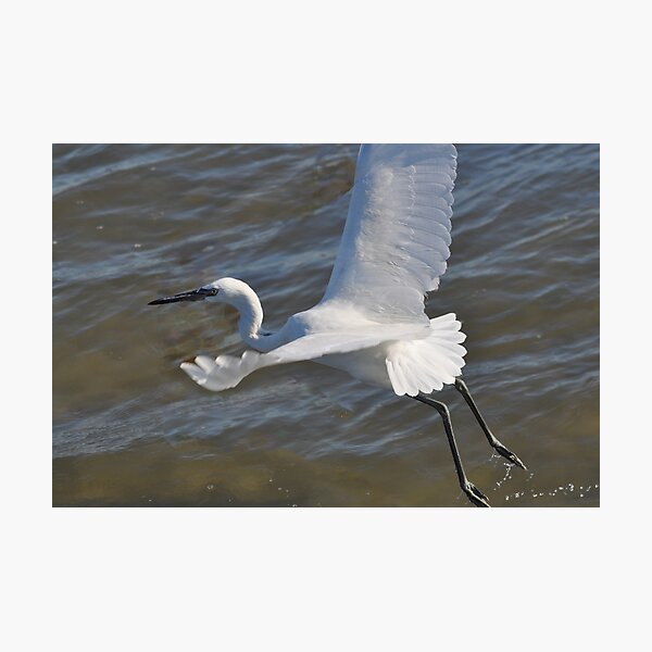 Item preview,  White Morph Reddish Egret designed and sold by Savannah Gibbs.