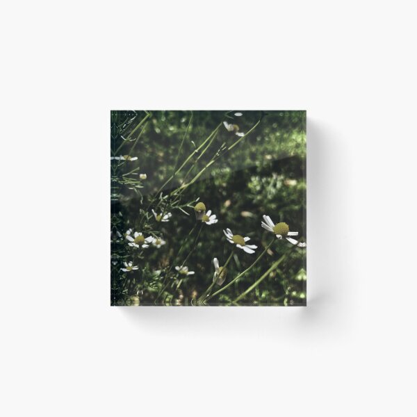 Item preview, Evening chamomile designed and sold by Trendature Online .