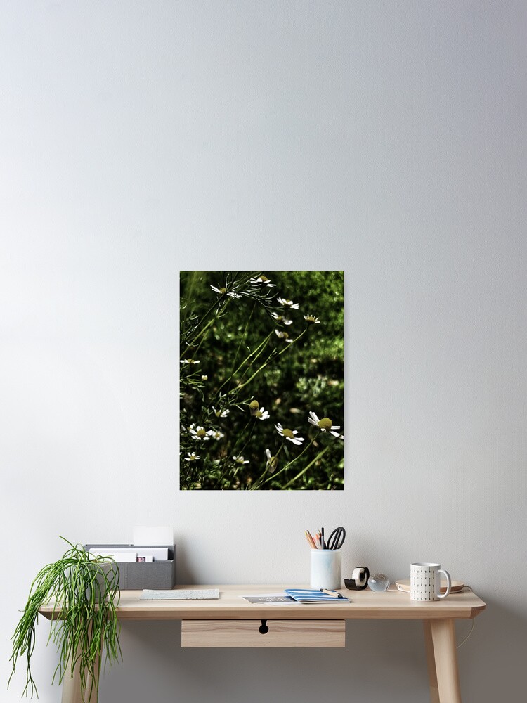 Thumbnail 2 of 3, Poster, Evening chamomile designed and sold by Thatchance.
