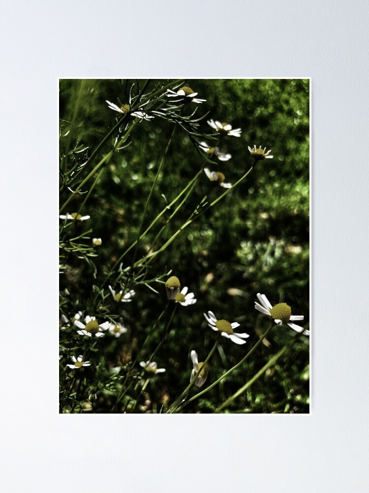Thumbnail 1 of 3, Poster, Evening chamomile designed and sold by Thatchance.