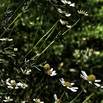 Artwork thumbnail, Evening chamomile by Trendature Online