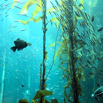 Artwork thumbnail, In the Ocean by Tracy Engle