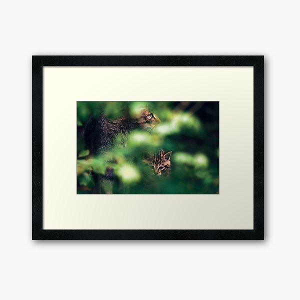 Wildcat with kitten Framed Art Print