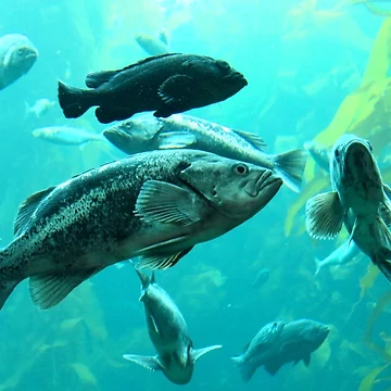 Artwork thumbnail, Ocean Fish by Tracy Engle