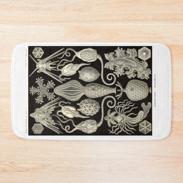 Item preview, Plate 95. Amphoridea. A previous grouping of Echinoderms designed and sold by Squirrox.
