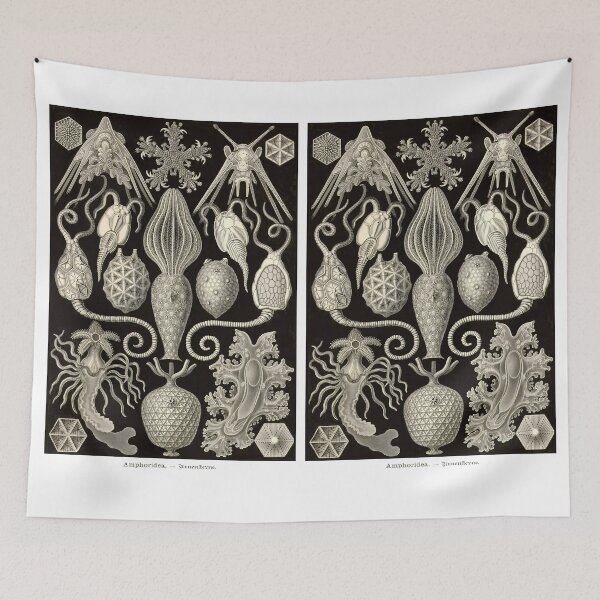 Item preview, Plate 95. Amphoridea. A previous grouping of Echinoderms designed and sold by Squirrox.