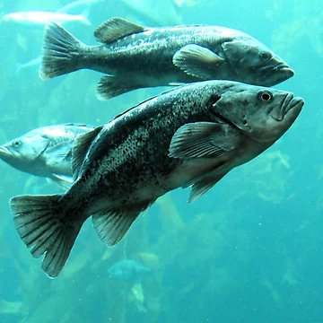 Artwork thumbnail, Side by Side by Tracy Engle