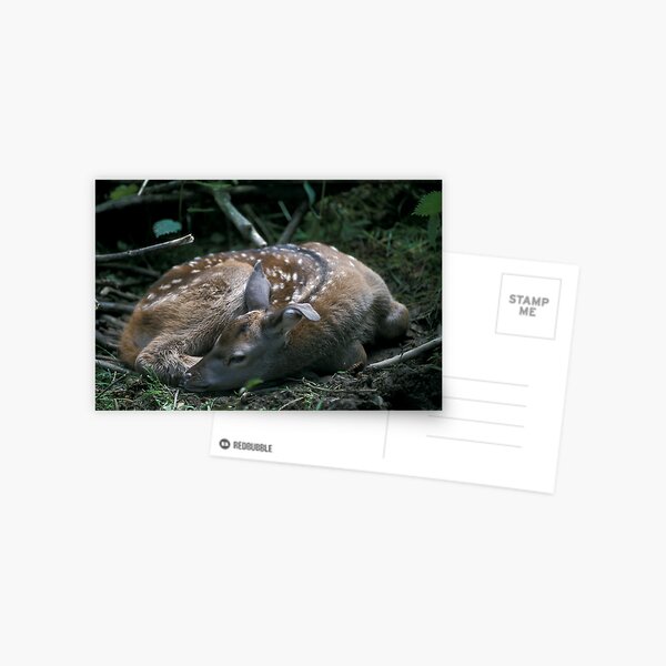 Deer fawn Postcard