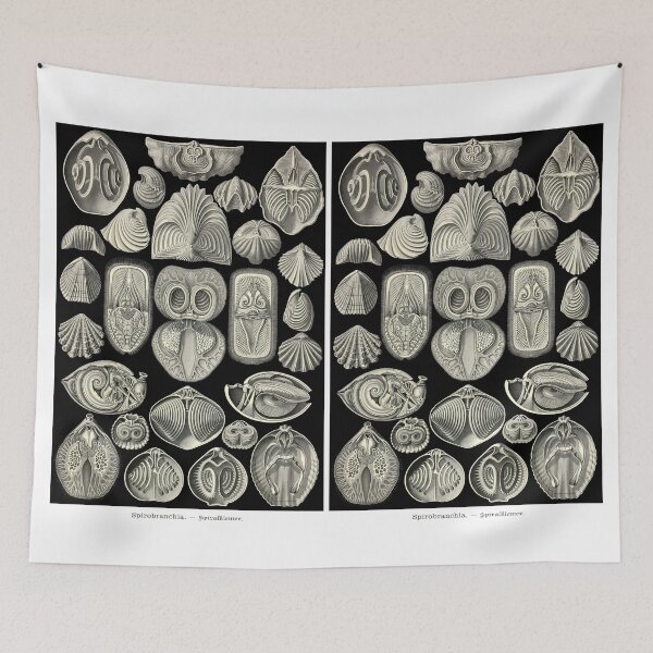 Item preview, Plate 97. Spirobranchia, a group of extinct brachiopods. designed and sold by Squirrox.