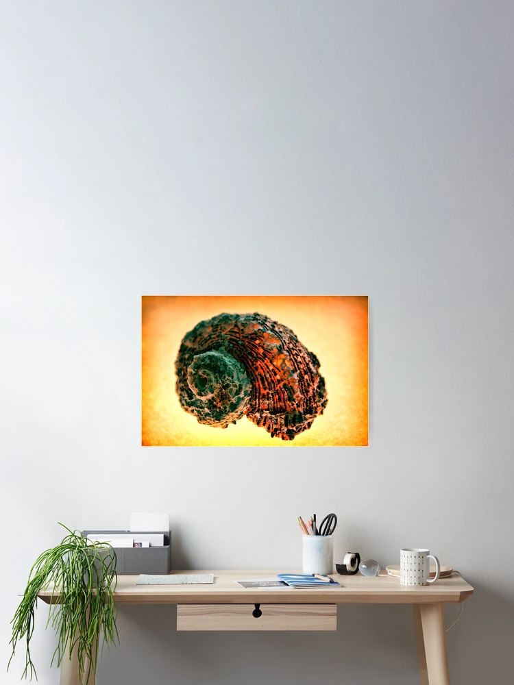 Thumbnail 2 of 3, Poster, Shell 2 designed and sold by Simon Marsden.