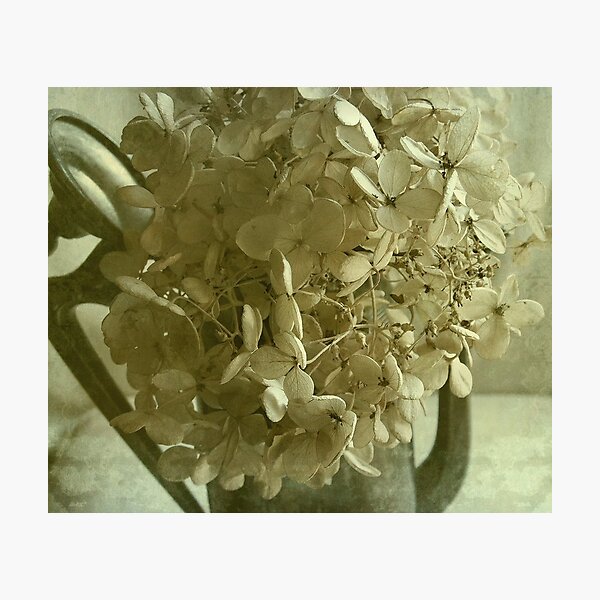 Pewter Light Photographic Print