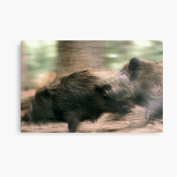 Biting boars Metal Print