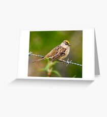 Golden Crowned Sparrow Greeting Card