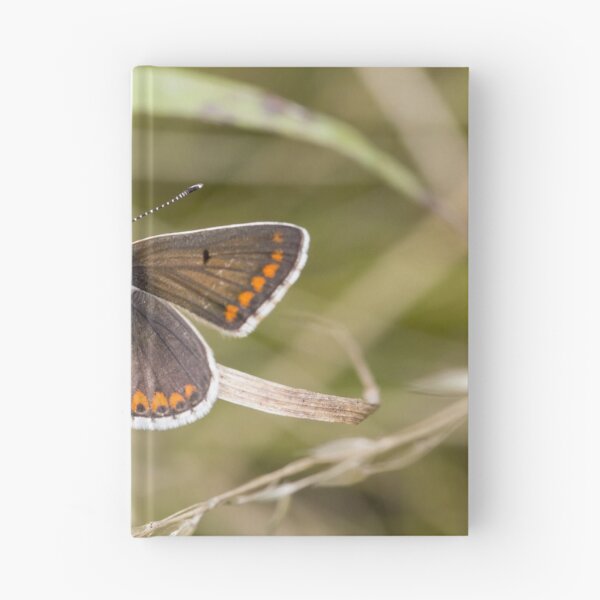 Item preview, Brown Argus designed and sold by Ashley Crombet-Beolens.