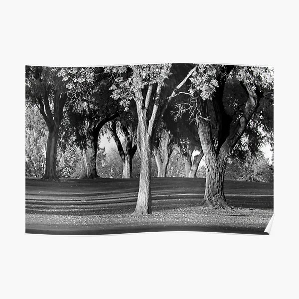 A Walk In The Forest Poster
