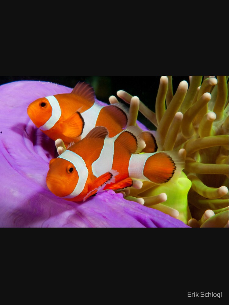 Two False Clown Anemonefish, Kapalai, Sabah, Malaysia by eschlogl