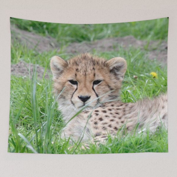 Item preview, Cheetah 011 designed and sold by JAMFoto.