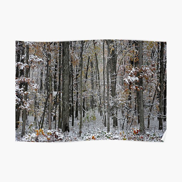 A Stand of Trees in the First Snow Poster