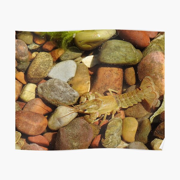 Crawdad Poster