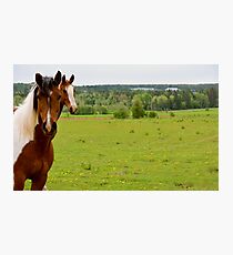 Cow horses greeting new cows. Photographic Print