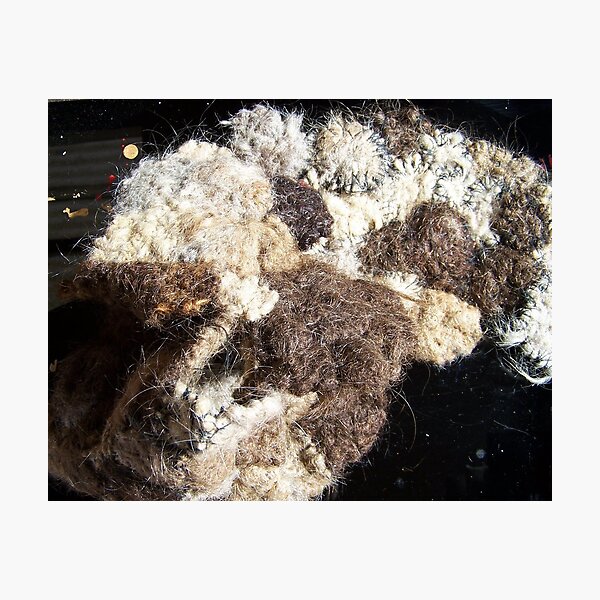 Taxidermied Saint Bernard Photographic Print