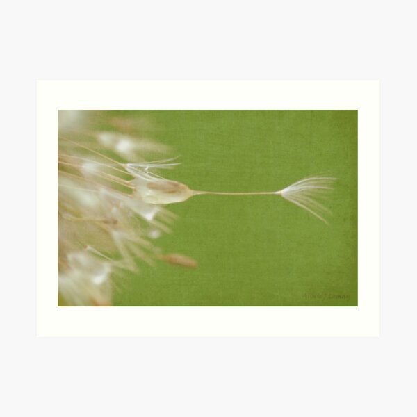 Dandelion Art Print