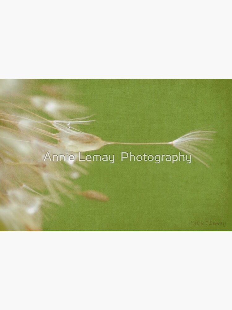 Dandelion by ajlphotography