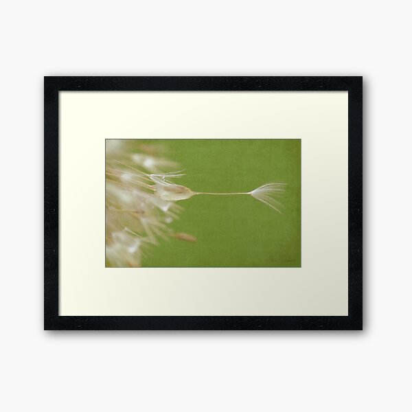 Dandelion Framed Art Print
