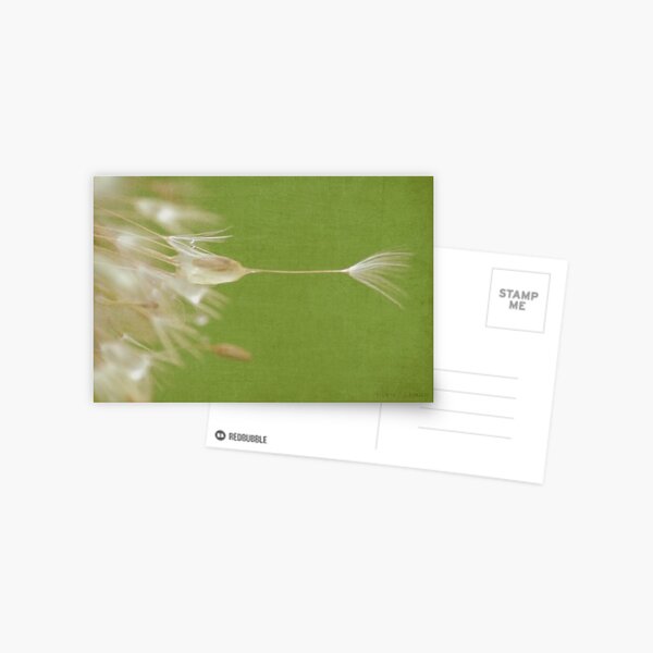 Dandelion Postcard