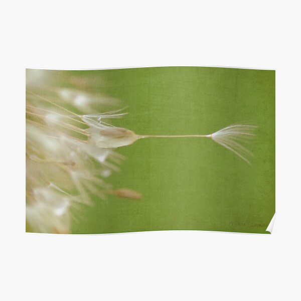 Dandelion Poster