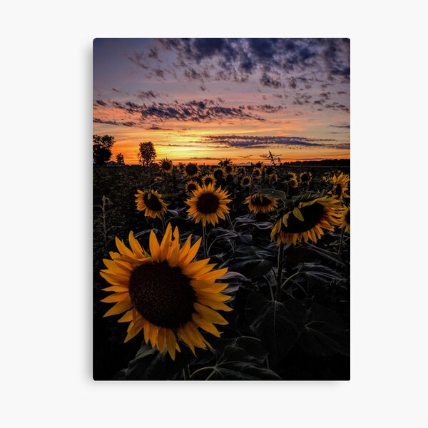 Sunflowers at Sunset Canvas Print